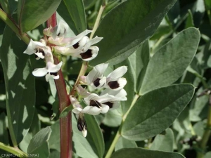 vicia-faba-floraison