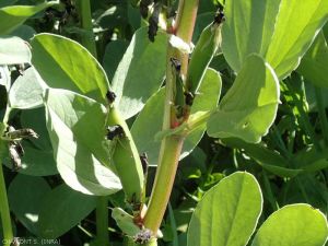 vicia-faba-fructification