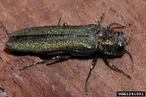 AGRIPLA