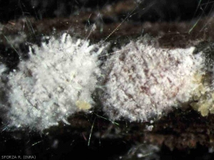 <b><em>Heliococcus bohemicus</em></b> cochenille farineuse de la vigne ou cochenille bohémienne appartient à la famille des Pseudococcidae. Noter les longs filaments cireux.