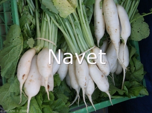 Plante-Navet