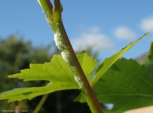 vigne-metcalfa-pruinosa