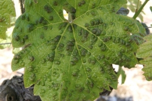 Galles sur feuille face inférieure (c) INRA