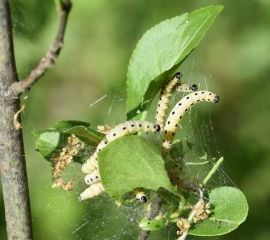 Chenilles d'Yponomeuta malinellus sur pommier (c) J.P Lavigne