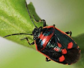 Eurydema oleracea © G. Champier