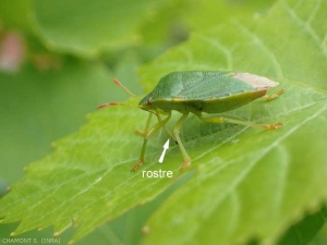 Les punaises sont des insectes piqueurs-suceurs. Leur rostre pénètre dans les tissus de l'hôte et sert à aspirer les contenus cellulaires liquéfiés par leur salive. Ici la punaise verte des bois, <b><em>Palomena prasina</em></b>.