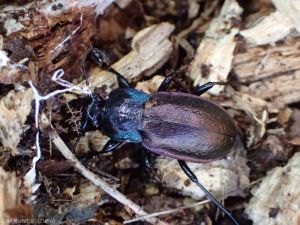 Ce grand carabe, <em>Carabus</em> sp., consomme des invertébrés présents dans la litière, comme les escargots ou les chenilles de noctuelles.