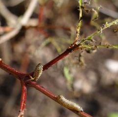 Défoliation d’une viorne causée par la forme larvaire de Pyrrhalta viburni © Gilles Carcassès