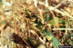 Dégâts de Crioceris asparagi sur pointes d’asperge © Whitney Cranshaw