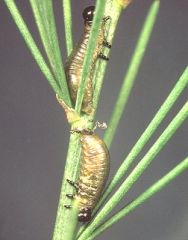 Larves de Crioceris asparagi sur tige d’asperge © R. Coutin