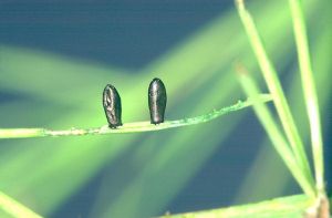 Œufs de Crioceris asparagi sur tige d’asperge © R. Coutin