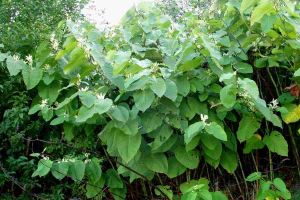 Fallopia sachalinensis  © Jan Samanek