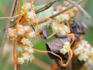 Fleurs et fruits de Cuscuta campestris © Kristian Peters