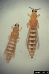 Thrips du poireau (c) Alton N. Sparks