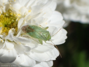 La punaise <em>Apolygus spinolae</em> (cimice verde en italien) provoque la coulure des bourgeons par ses piqures. Cette punaise verte se distingue par l'extrémité noire du cuneus et une pubescence fine et claire des hémélytres.