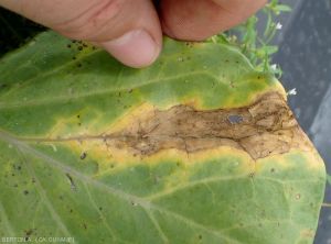 Nécrose marginale caractéristique : <i><b>Xanthomonas campestris</b></i>