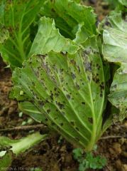 Petites taches nécrotiques : <i><b>Xanthomonas campestris</b></i>