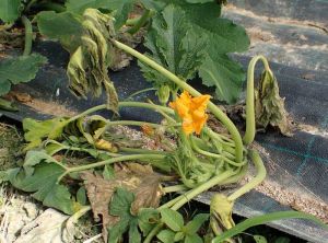 Flétrissement d'un pied de courgette : <i><b>Ralstonia solanacearum</b></i>