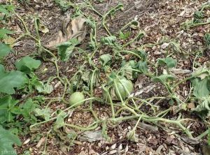 Plant de melon entièrement flétri suite à une attaque de Ralstonia