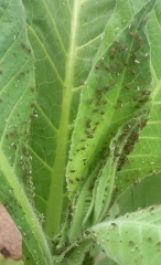 Aphids-Zimbabwe 4