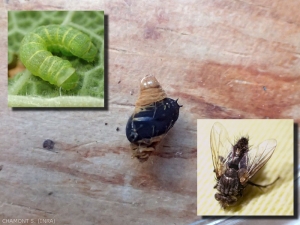 Diptère parasitoïde de la famille des tachinaires (mouches des chenilles). Au centre, pupaison du parasitoïde avec le reste de l'hôte ; encart en haut : la chenille hôte ; encart en bas : parasitoïde adulte sortie de la pupe.