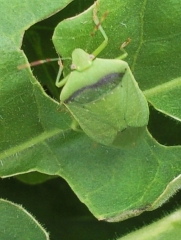 Stink bug 1 - Zimbabwe