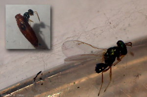 liriomyza-halticoptera