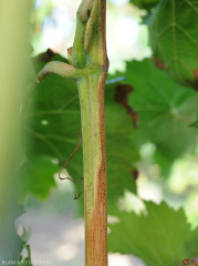 Aoûtement partiel d'un rameau de vigne. (<b>flavescence dorée</b>)