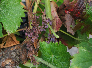 Toutes les  baies de cette grappe sont desséchées. (<b>flavescence dorée</b>)