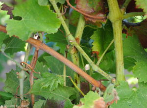 Sur ce pied de vigne de cépage rouge  on observe des rameaux de vigne aoûtés ou pas. (<b>flavescence dorée</b>)
