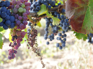 Sur une des grappes de cépage noir, les baies flétrissent progressivement et se ratatinent. La grappe en arrière plan est entièrement desséchée. (<b>flavescence dorée</b>)