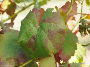 Rougissements sectoriels à la surface d'une feuille de vigne de cépage rouge. (<b>flavescence dorée</b>)