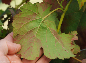 Aspect des rougissements sectoriels sous le limbe d'une feuille de vigne de cépage rouge. (<b>flavescence dorée</b>)