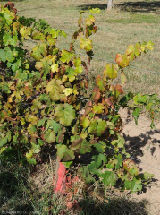 Pied de vigne de cépage rouge atteint par la (<b>flavescence dorée</b>).