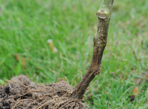 Altération humide et brun sombre ceinturant le collet d'un pied de tomate cultivé en sol. <b><i>Didymella lycopercisi</i></b> (pied noir à <i>Didymella</i>, <i>Didymella</i> collar canker)