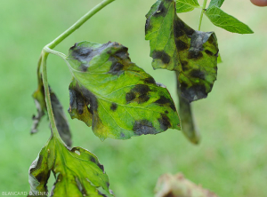 Plusieurs taches humides et noirâtres altèrent plusieurs folioles de tomate. <b><i>Didymella lycopercisi</i></b> (taches à <i>Didymella</i>, <i>Didymella</i> leaf spot)