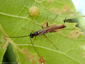 ichneumonidae-trombidiidae
