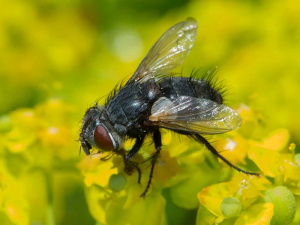 <em><b>Pales pavida</b></em>, mouche tachinaire dont l'adulte consomme du pollen, est une espèce parasite des tordeuses de la vigne. Photo E. Vandebeulque (insecte.org)