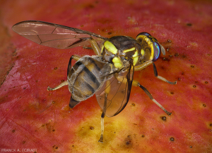 Femelle de Bactrocera Dorsalis