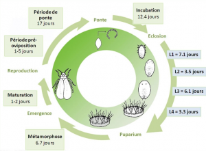 cycle_aleurodes
