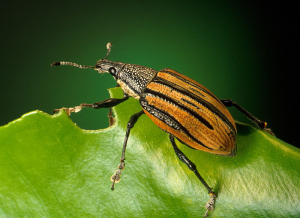 Diaprepes spp