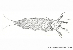 colomerus-vitis-galet