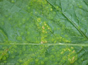 Détail des petites lésions chlorotiques et circulaires visibles à la face supérieure du limbe de folioles de tomate. La surface du limbe semble plus ou moins bosselée. Notez que certaines lésions deviennent nécrotiques à terme. <b>Intumescences</b> (oedema)