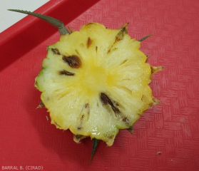 ananas maladie tache noire