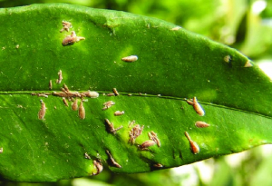 Lepidosaphes beckii