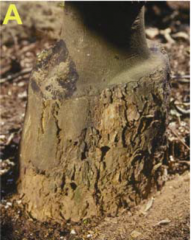 Citrus exocortis viroid