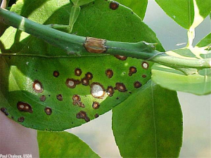 Dégâts d'anthracnose sur feuilles et tige d'un agrume.
<br>Crédit photo : Serrano, D., Serrano, E., Dewdney, M., and Southwick, C. (2010). Citrus Diseases. USDA/APHIS/PPQ Center for Plant Health Science and Technology. [site consulté le 18/11/2022], 