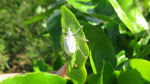 Diaprepes abbreviatus 2