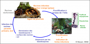 cycle_collybie