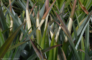 White leaf spot (taches blanches)